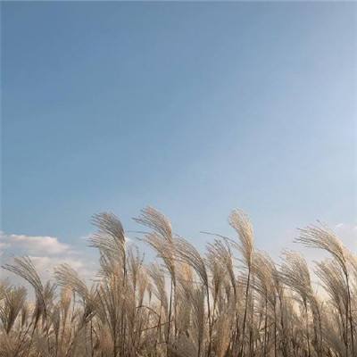 九游星际霸略游戏下载