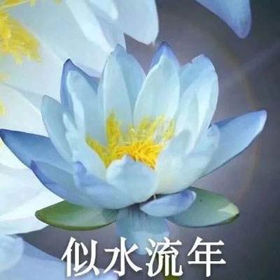 爱丽丝月光竞技场汉化版下载